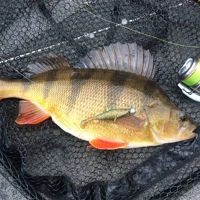 Westin Stanley The Stickleback Shadtail RNR Lure Sets 5.5cm/5g
